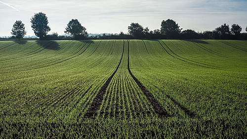 Essen ist politisch – Corona und die Auswirkungen auf unsere Ernährung.